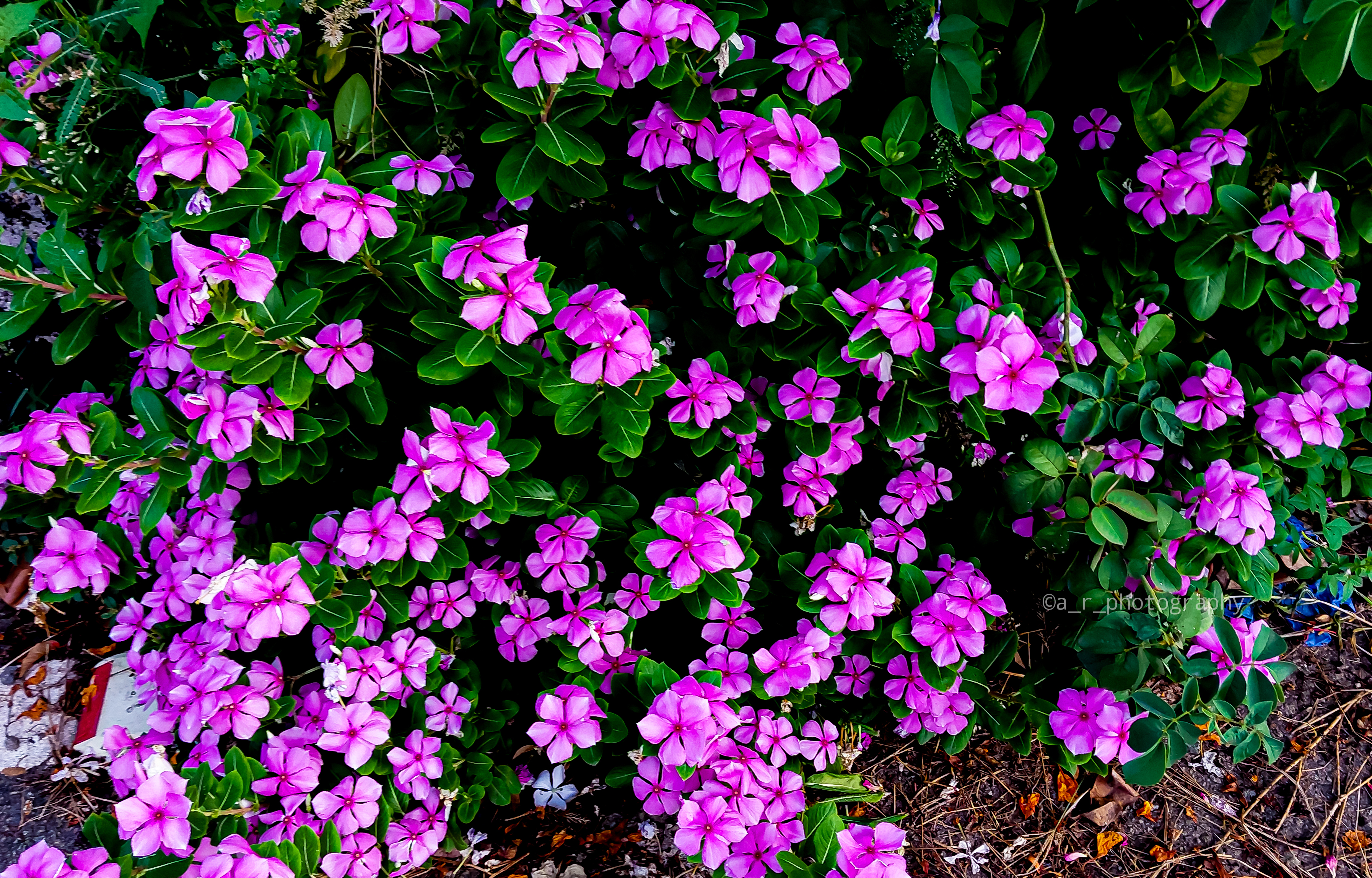 a group of purple flowers