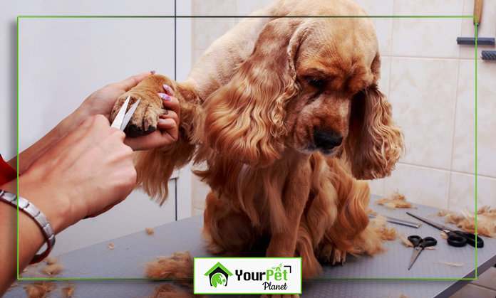 a dog getting a hair cut