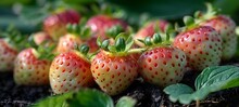 a group of strawberries with green leaves