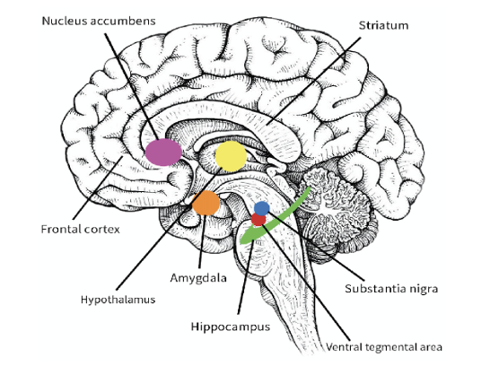 a diagram of the brain