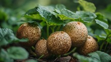 a group of round brown objects on a plant