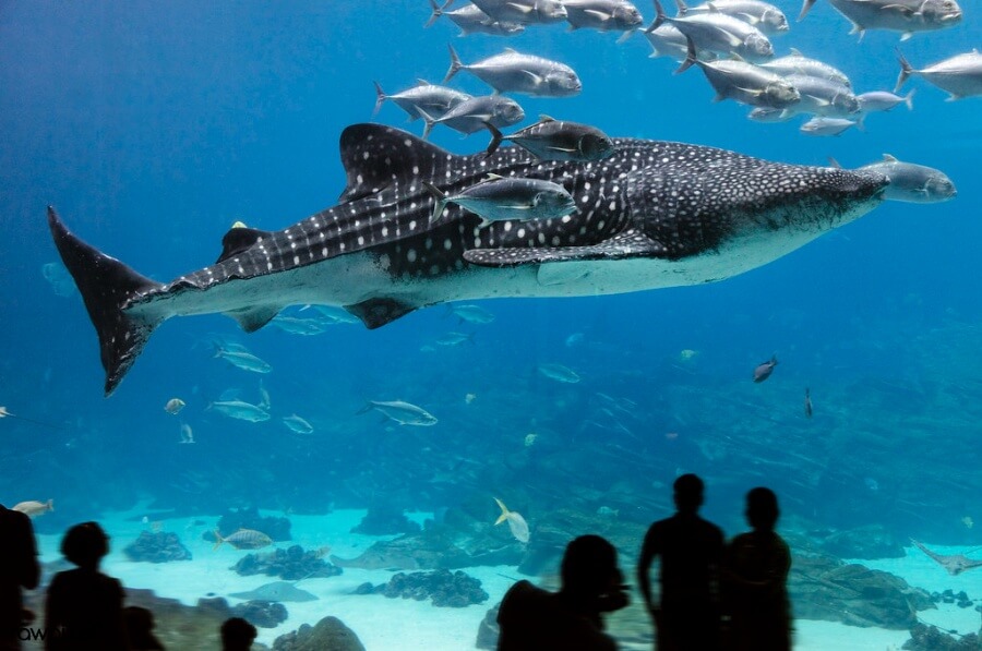 a group of people looking at a shark swimming in the water