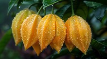 a group of yellow flowers