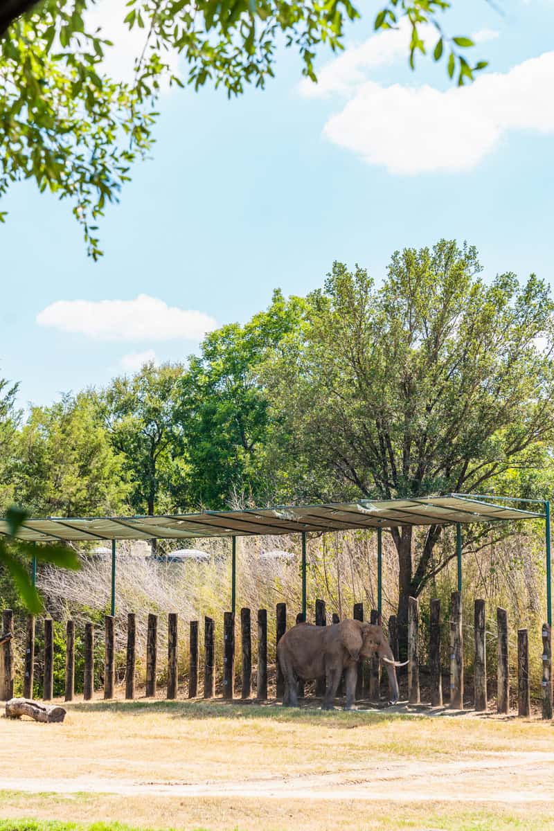 an elephant in a fenced in area