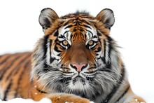 a tiger in the snow