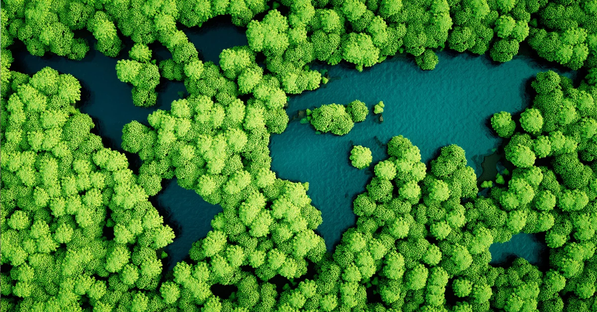 a aerial view of a forest