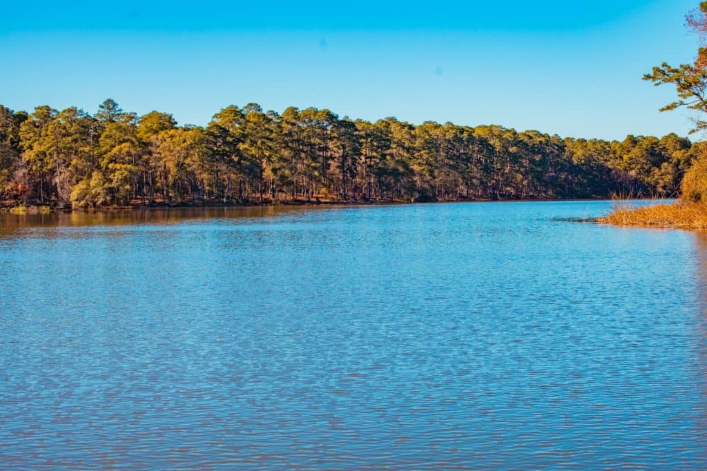 a body of water with trees in the background