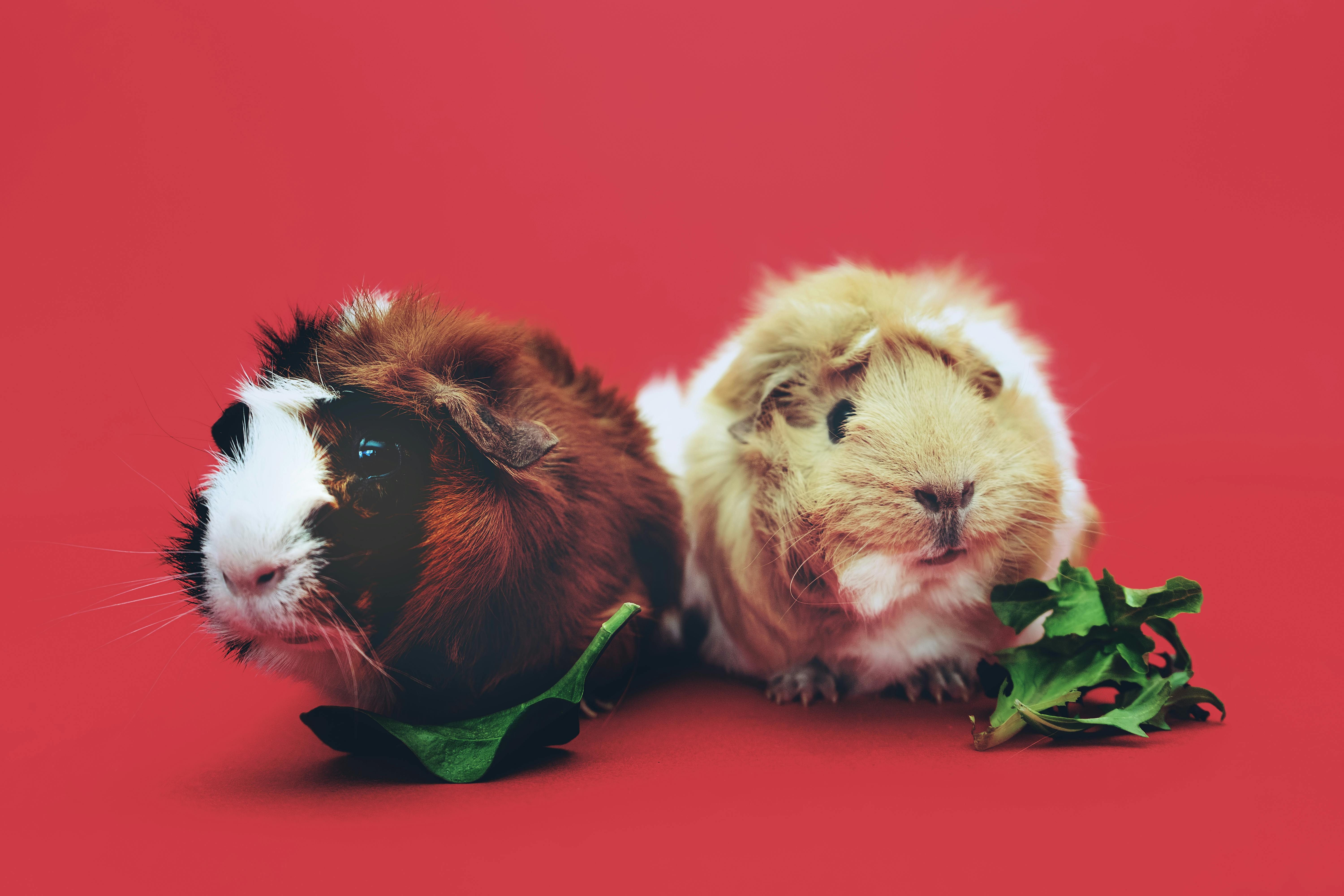 two guinea pigs with leaves