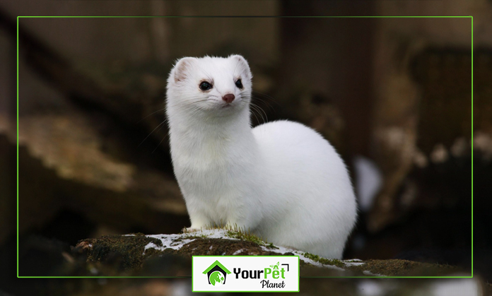 a white animal on a rock