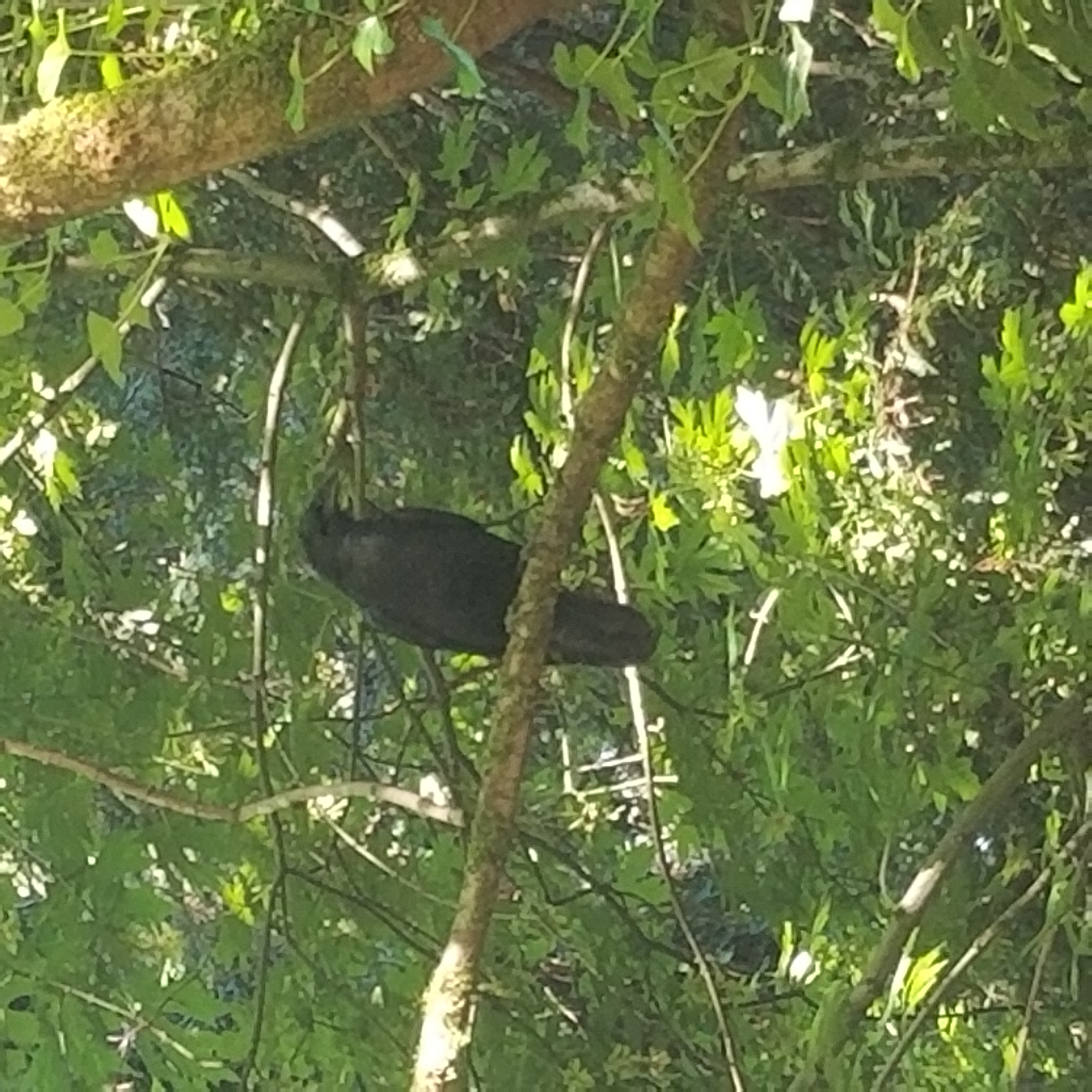 a black bird sitting on a branch