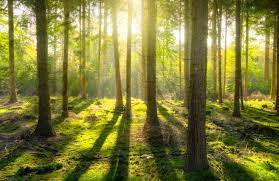 a forest with trees and sunlight