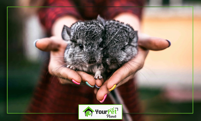 a person holding a small rodent