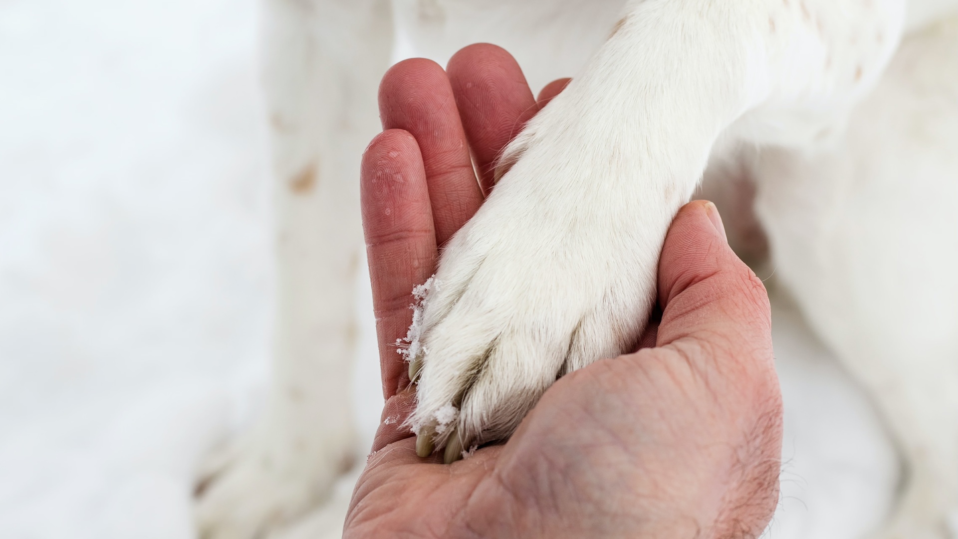 a person holding a dog paw