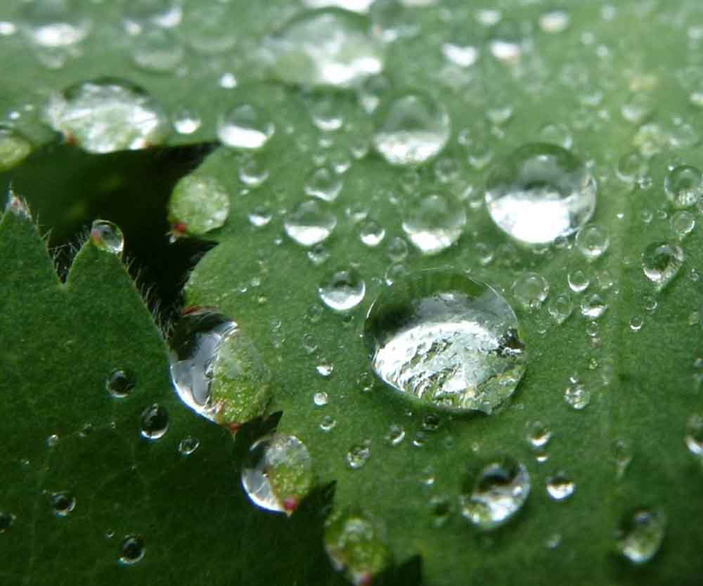 water droplets on a leaf