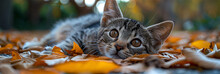 a cat lying on leaves