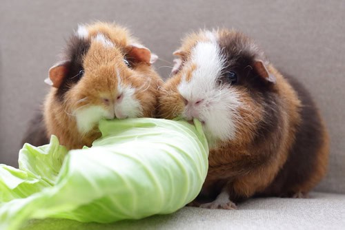 two guinea pigs eating a cabbage