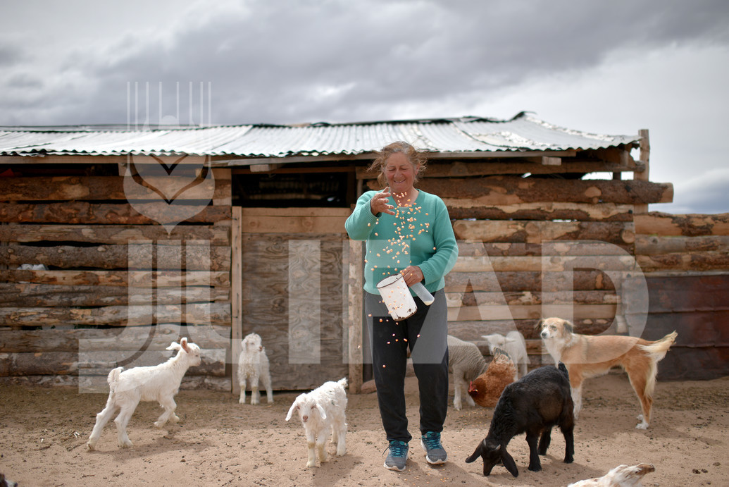 a woman feeding goats with a bucket