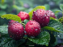 a group of berries on a plant