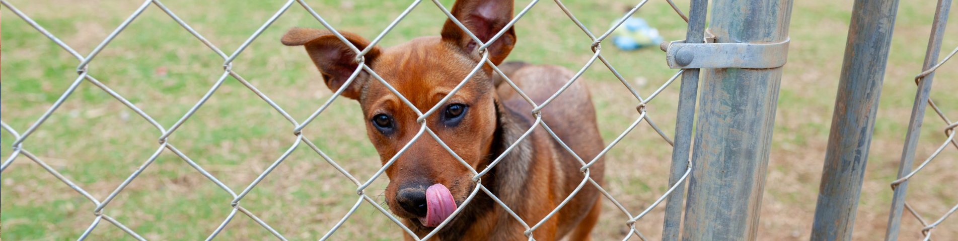 a dog licking its nose through a fence