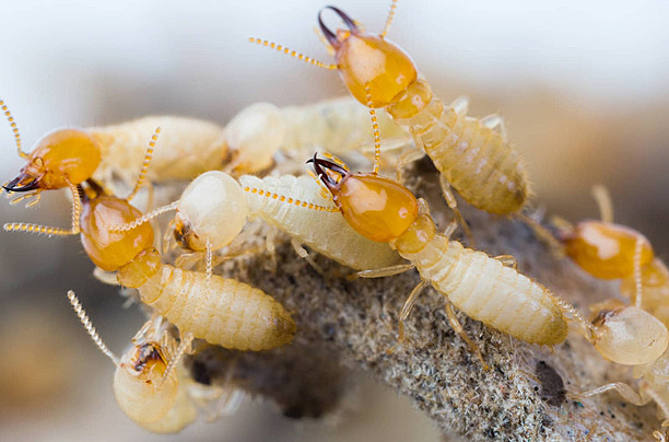 a group of white termites on a branch