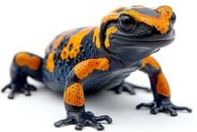 a black and orange lizard