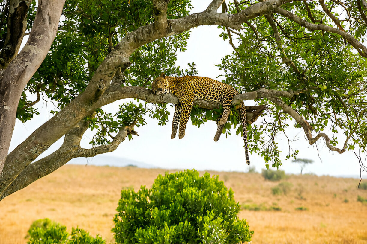 a leopard lying on a tree branch