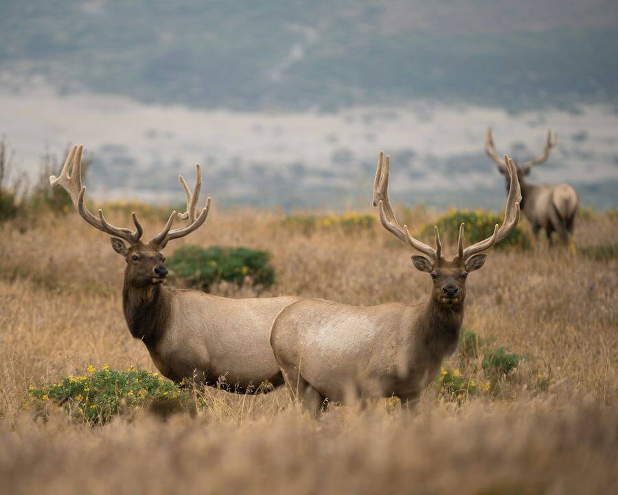 a group of elk in a field