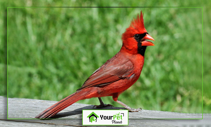 a red bird standing on a wood surface