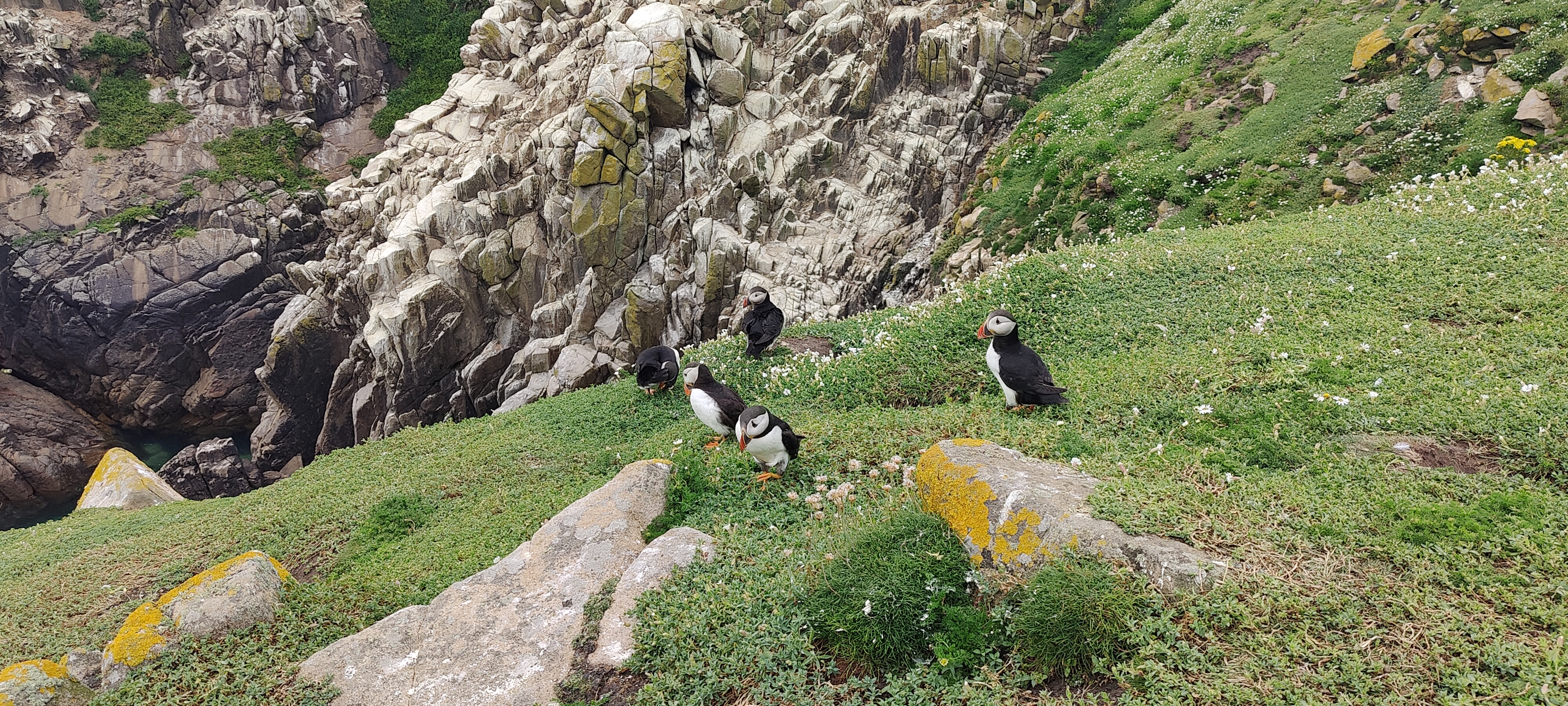 a group of puffins on a grassy hill