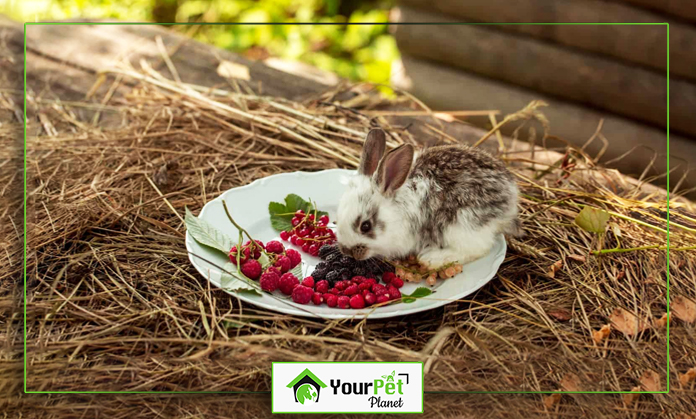 a rabbit on a plate with berries