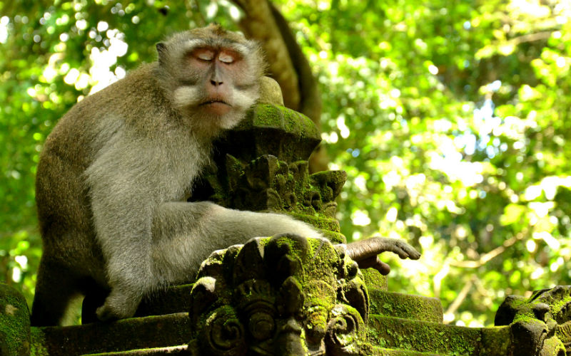 a monkey sleeping on a stone statue