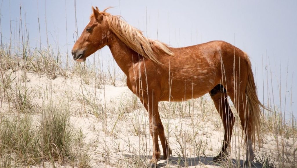 a horse standing in the sand