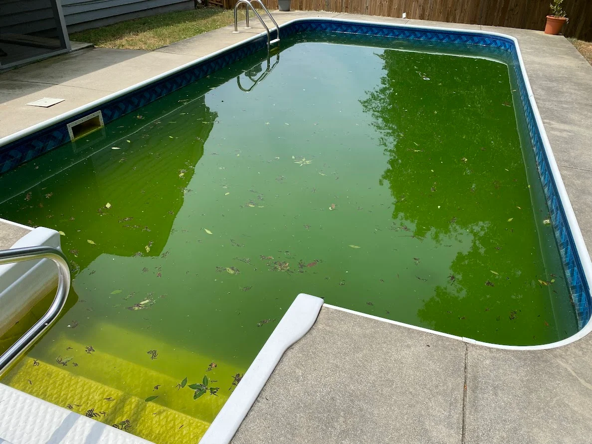 a pool with green algae