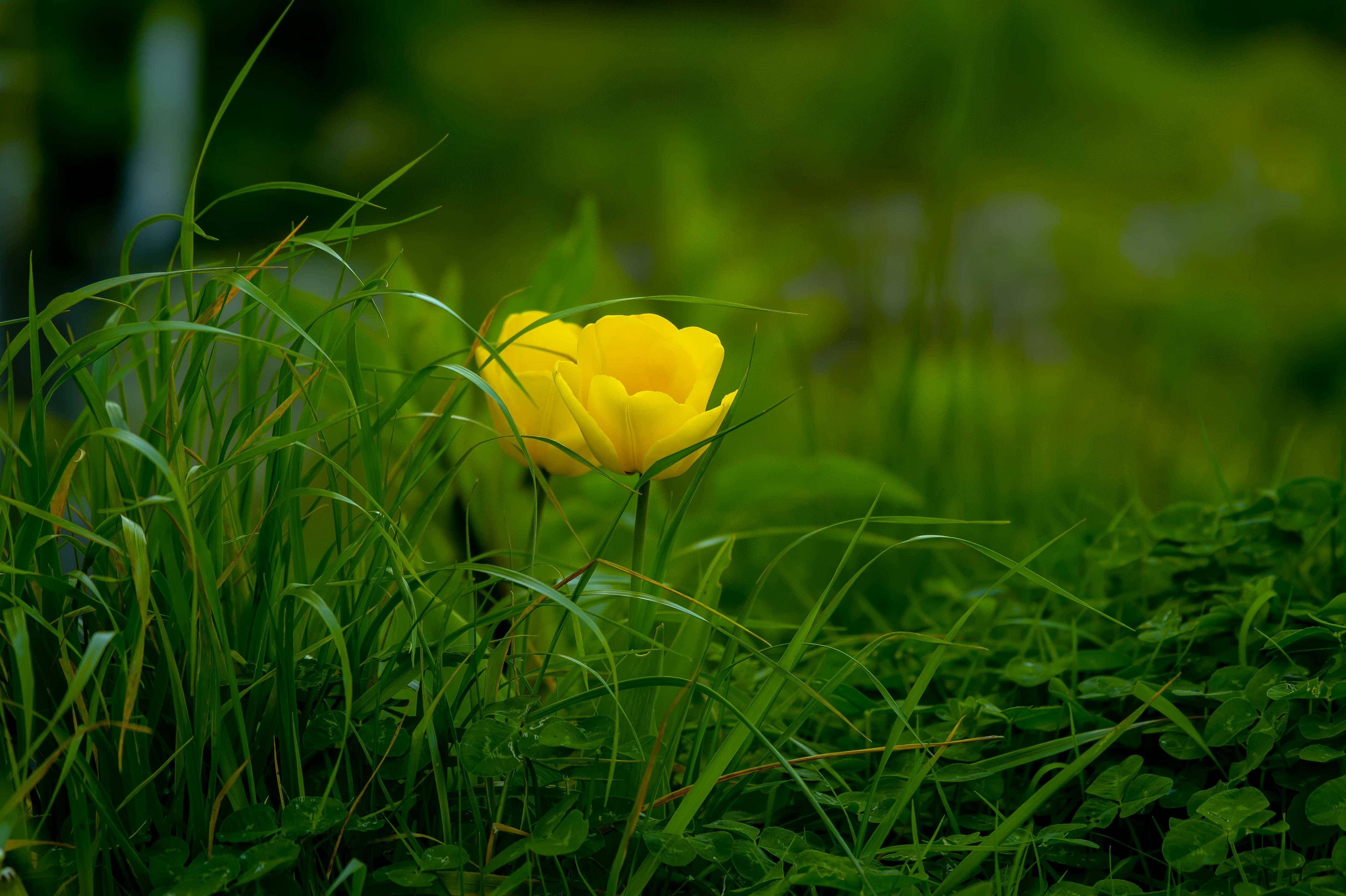 a yellow flower in grass