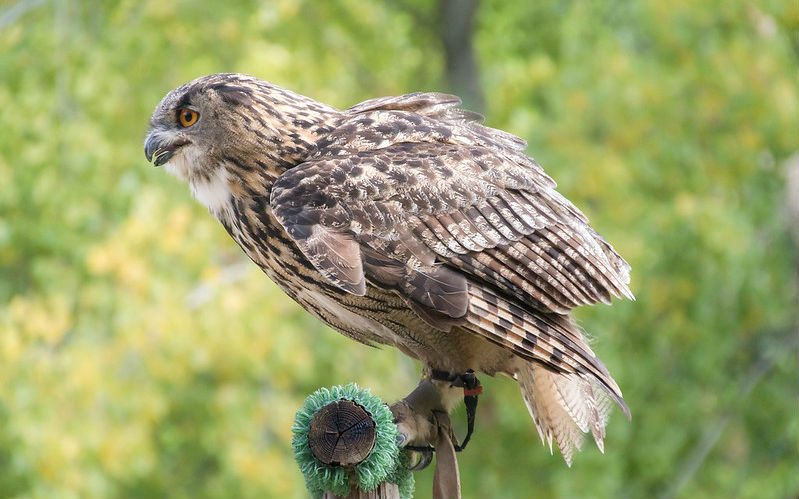 a bird sitting on a pole