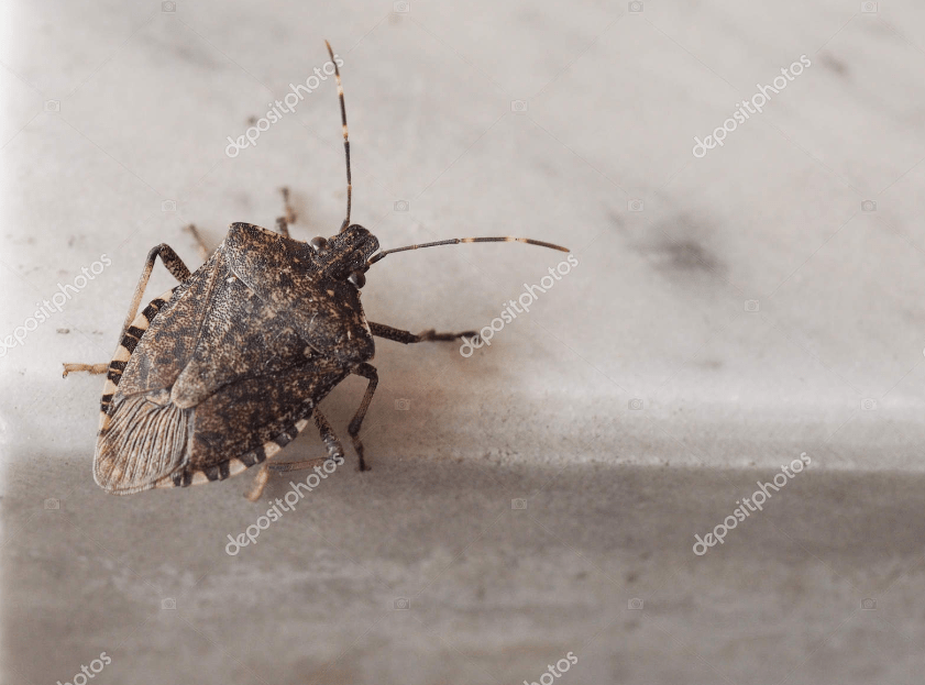 a brown bug on a white surface