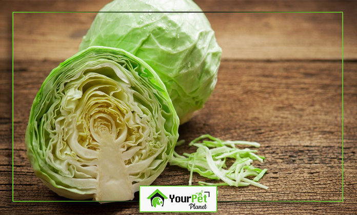 a cabbage cut in half