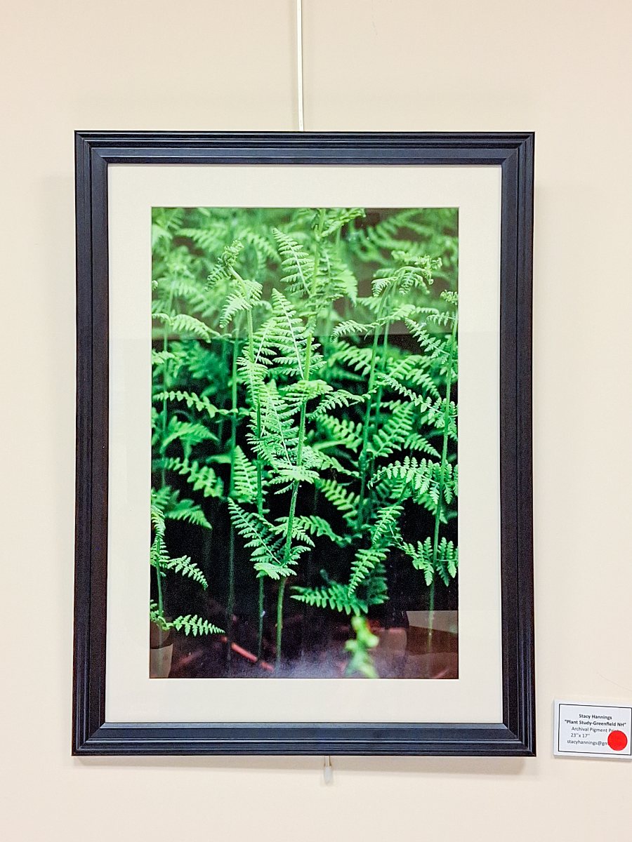 a picture of a plant in a frame