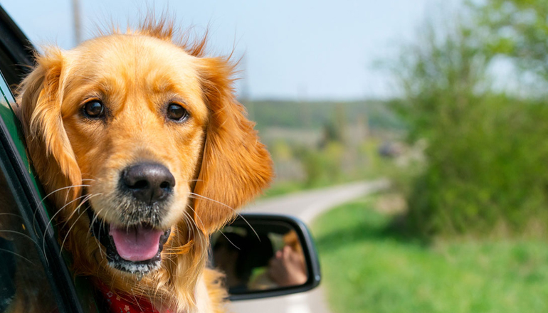 a dog looking at the camera