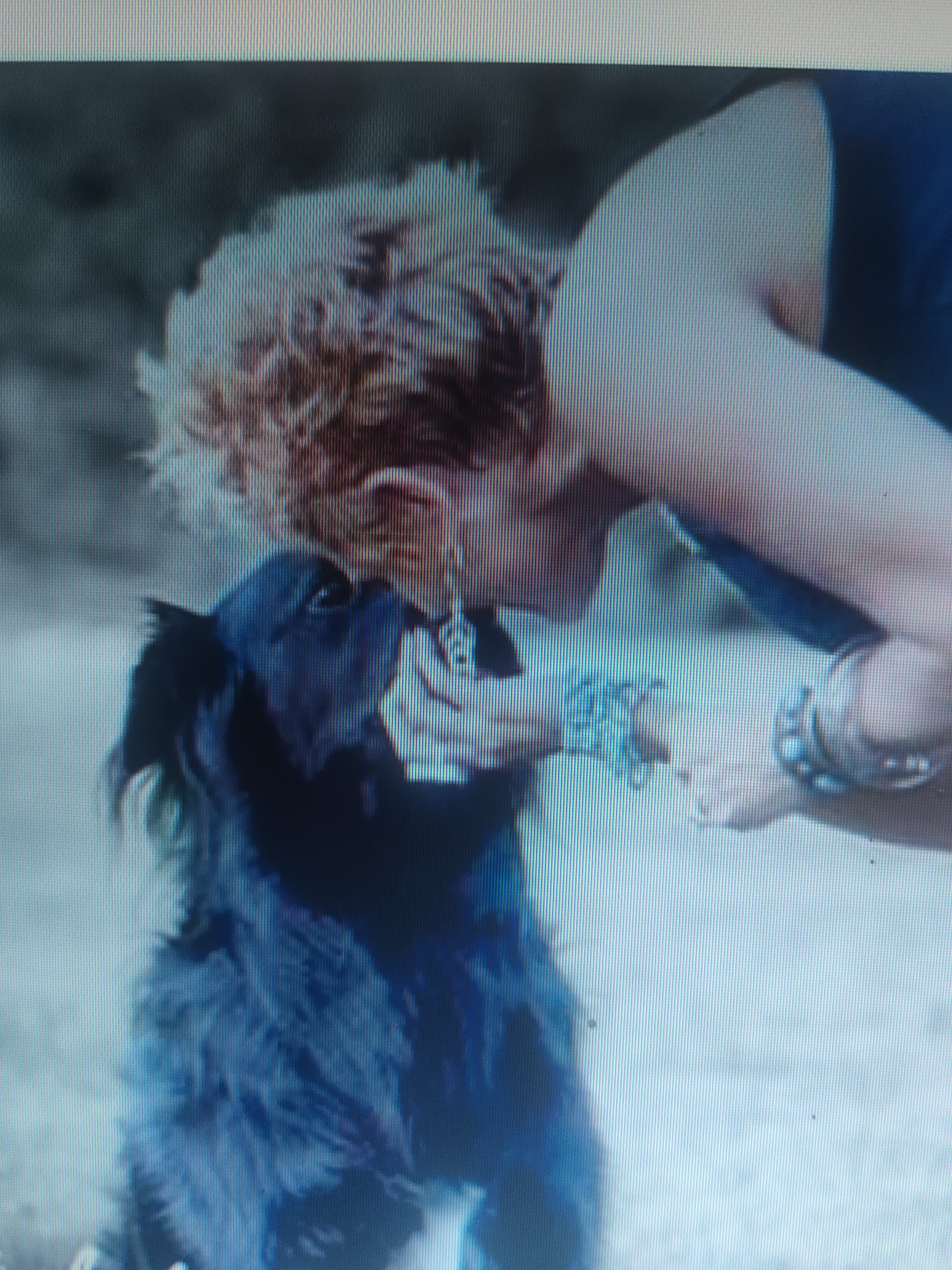 a woman kissing a dog