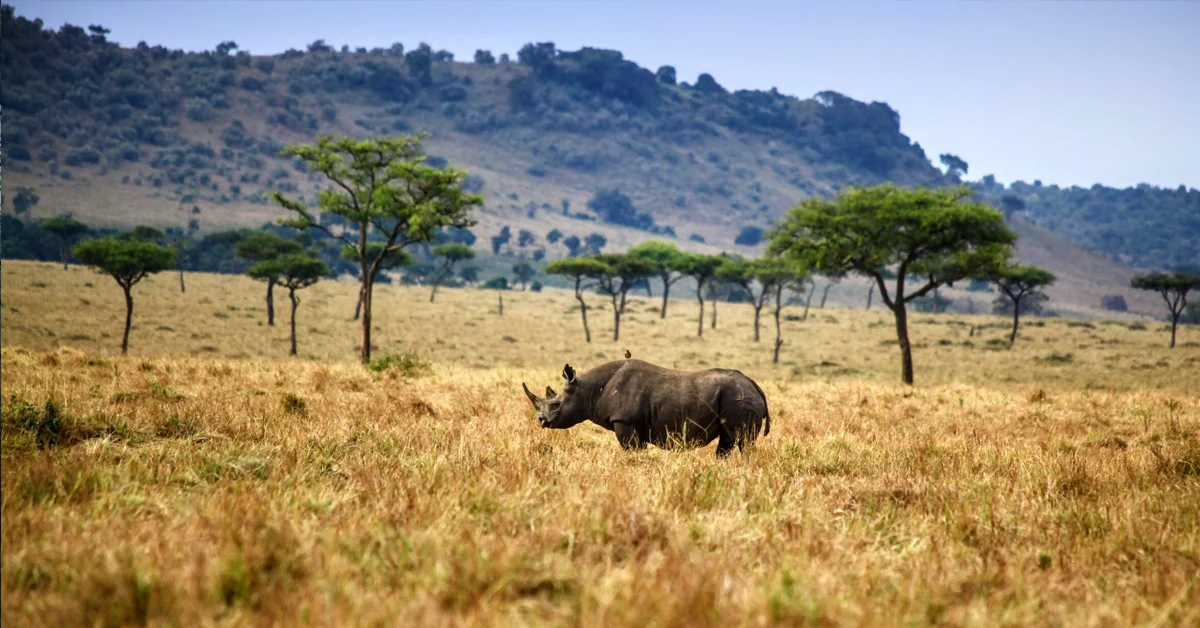 a rhinoceros in a field with trees in the background