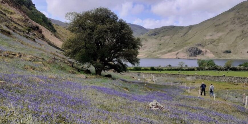 a tree in a field of purple flowers