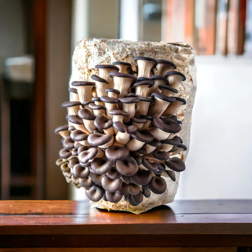 a group of mushrooms on a rock