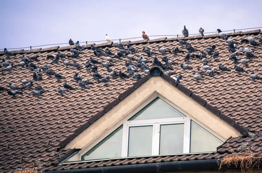 a group of birds on a roof