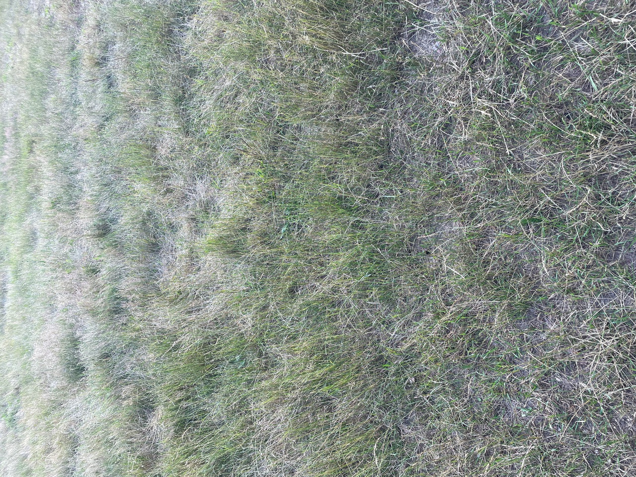 a field of grass with dirt