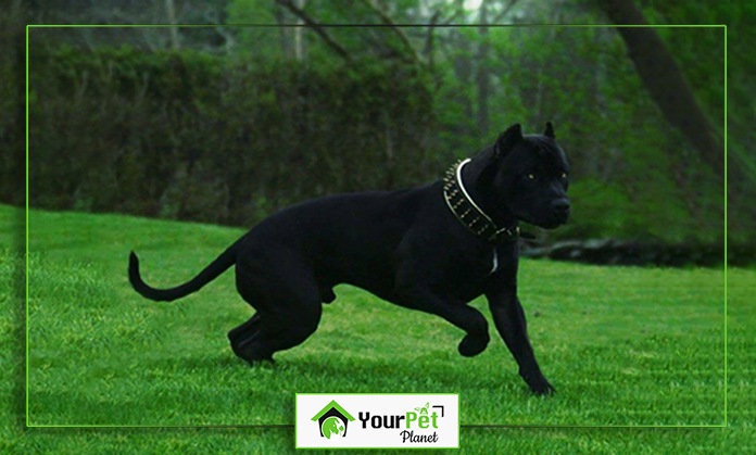 a black dog running on grass