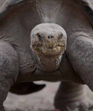 a close up of a tortoise