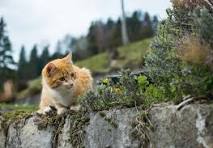 a cat sitting on a rock wall