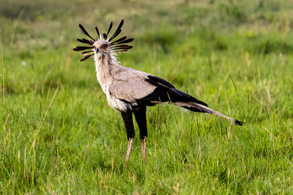 a bird standing in grass