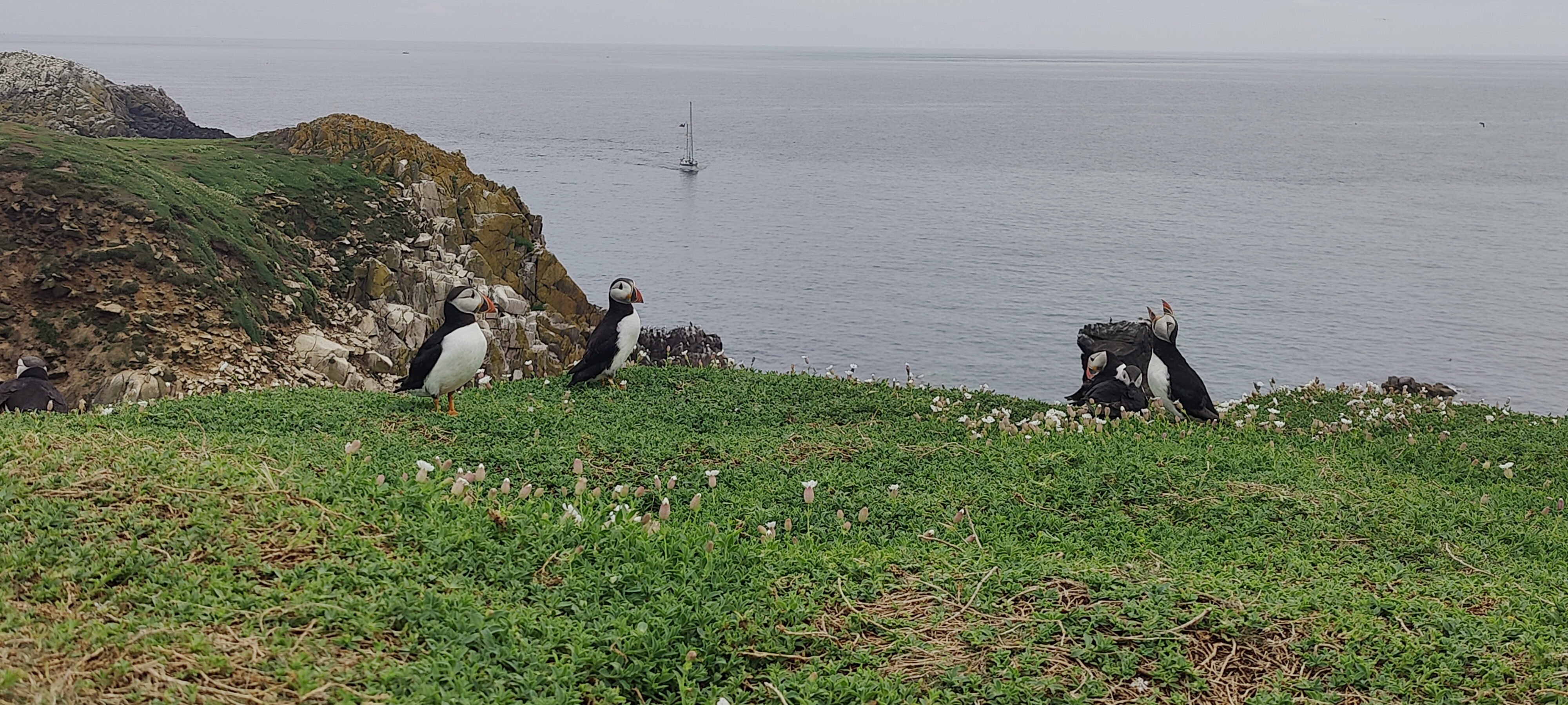 a group of birds on a grassy hill by the water